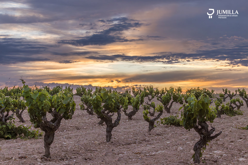 Un año estelar para la DOP Jumilla en los premios Decanter World Wine Awards 2023