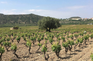 Jesús Madrazo, todo un "Caballero del Vino"