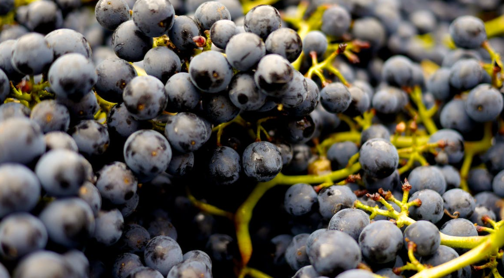 ¡Las levaduras: las rockstars de la fermentación del vino!