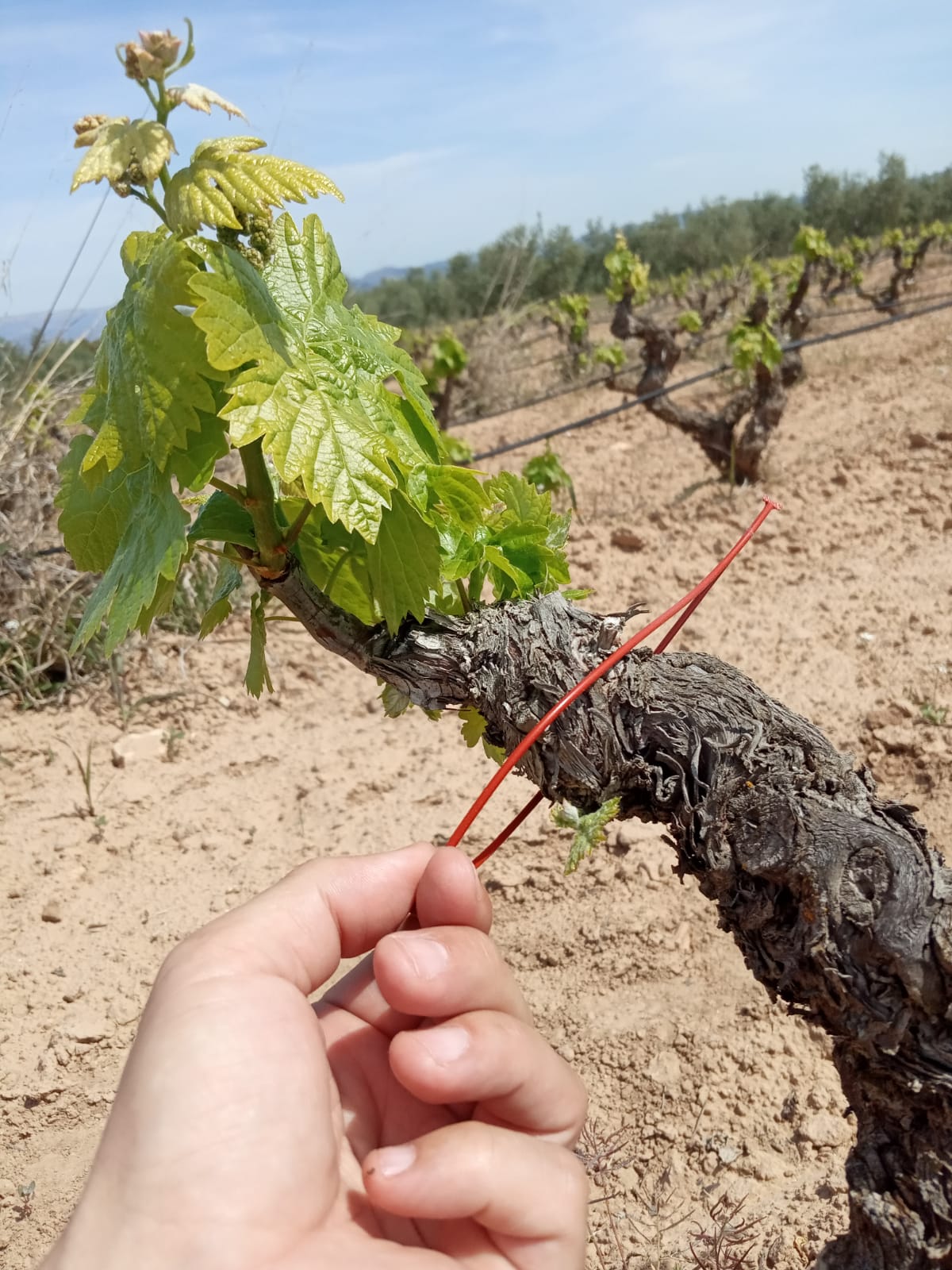 DO Montsant: Objetivo sostenibilidad 100%