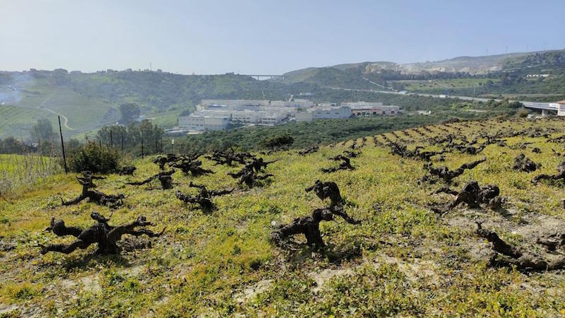 “GO Pagos” zonifica y pone en valor los pagos vitícolas de las DOPs de Córdoba, Málaga y Huelva