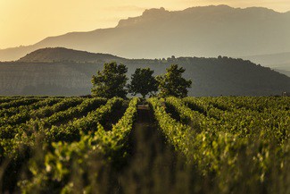 Rioja suma 15 nuevos Viñedos Singulares, afianzando su proyecto hacia la calidad y diversidad