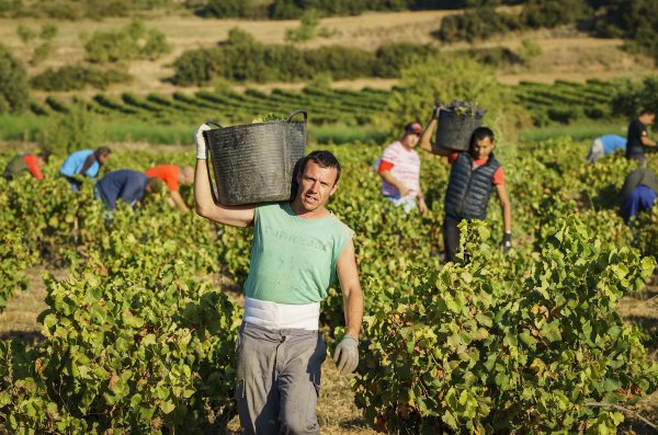 D.O. Navarra: El inicio de la vendimia marca un nuevo récord