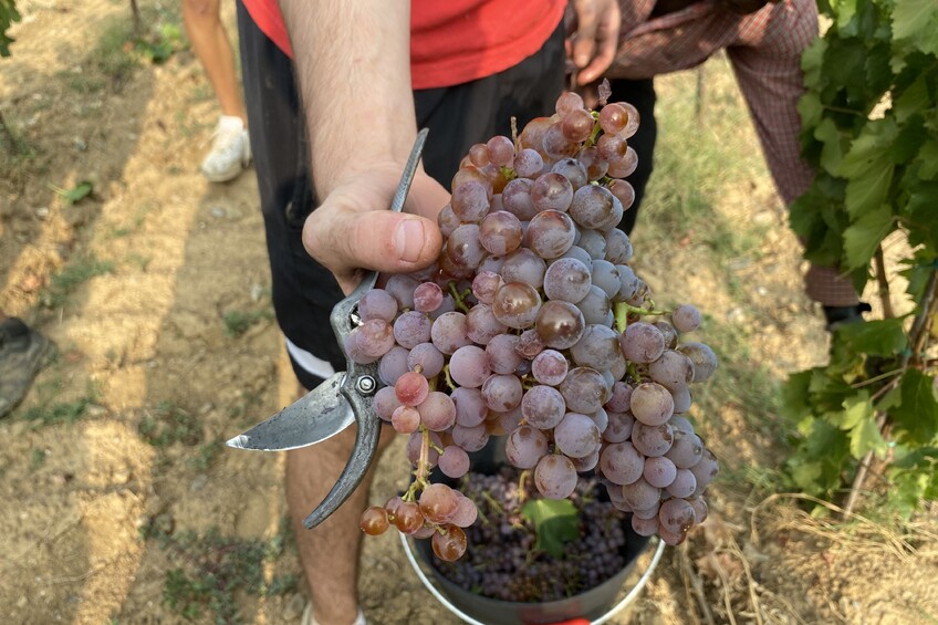 La DO Empordà prevé una vendimia de calidad con menor producción