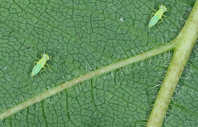 ¿Qué es el Mosquito Verde de la Vid?