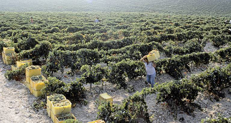 Concluye la vendimia en el Marco de Jerez con algo más de producción y un alto nivel de calidad