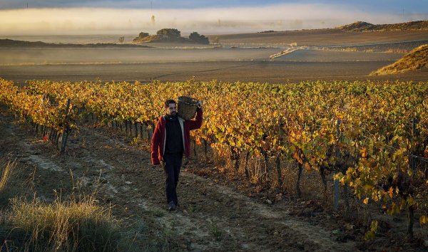 D.O. Navarra: Una insólita vendimia histórica