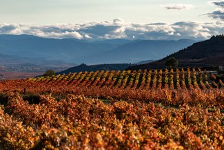 Más de 15 millones y medio de presupuesto para hacer frente a 2024 en la DOCa Rioja