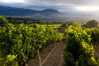En un 2023 convulso, Rioja mantuvo su posición de mercado, si bien su volumen de comercialización cayó un 5%