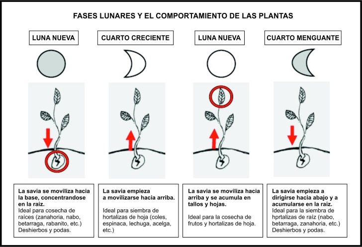 Más Allá del Viñedo: La Viticultura Biodinámica y su Influencia en la Cata de Vinos