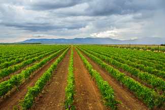 La Unión Europea registra la nueva Denominación de Origen Protegida de vino de pago “Rosalejo”