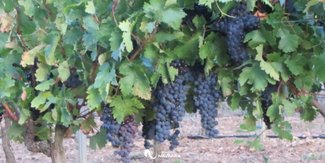 Enoturismo en Navarra para esta Semana Santa
