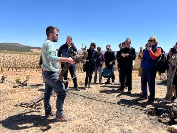 La DOP Jumilla se posiciona en el Movimiento Old Vines