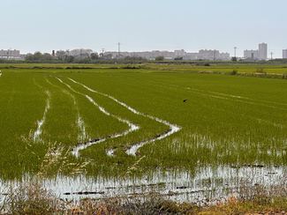 arroz en albufera