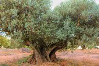 Diversidad y Calidad: Los Olivos de la Comunidad Valenciana y el Futuro de sus Denominaciones de Origen