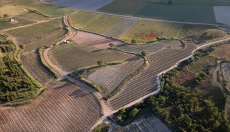 viñedos