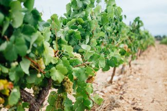 El Cava augura una vendimia con buenas previsiones de calidad