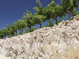 El resurgir de los Vinos de Pasto