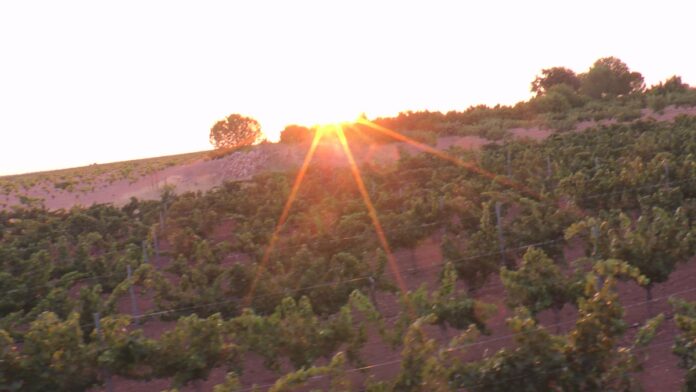 Arranca la vendimia 2024 en DO La Mancha con las primeras variedades blancas.