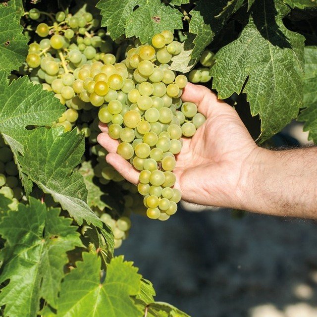 La Vendimia en el Marco de Jerez: proceso y tradición