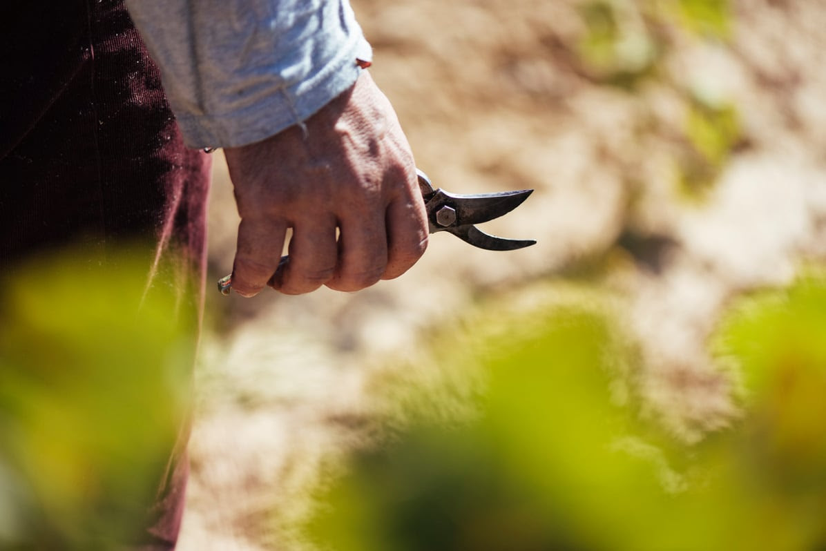 Boletín de Maduración 5. Positiva evolución de la maduración en toda la DOCa Rioja
