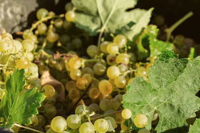 Concluye la vendimia con una producción final que vuelve a situarse en los niveles habituales del Marco de Jerez