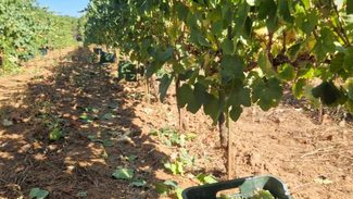 La D.O. Monterrei alcanza su máximo histórico: 7.694.464,1 kilogramos de uva en la campaña 2024