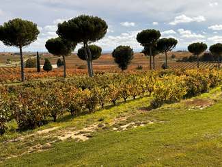 viñedo
