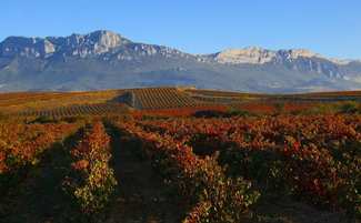 DOCa Rioja, anulación judicial de la DOP Arabako Mahastiak - Viñedos de Alava