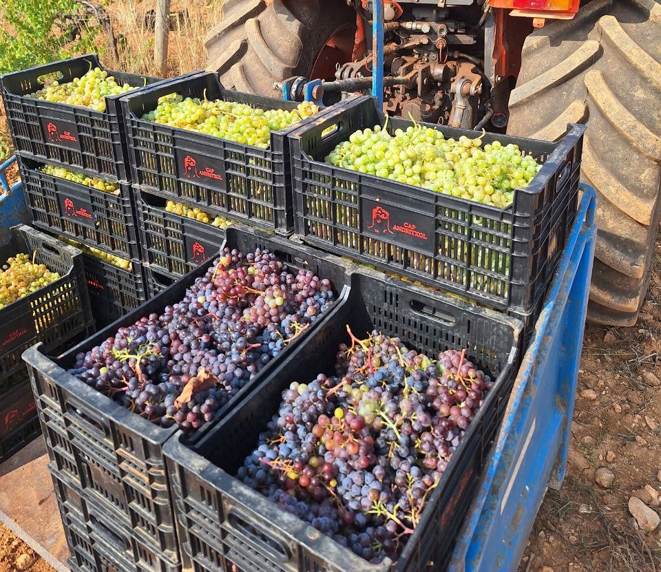 Las bodegas de Vi de la Terra Mallorca han cosechado  5 millones de kilos de uva esta vendimia