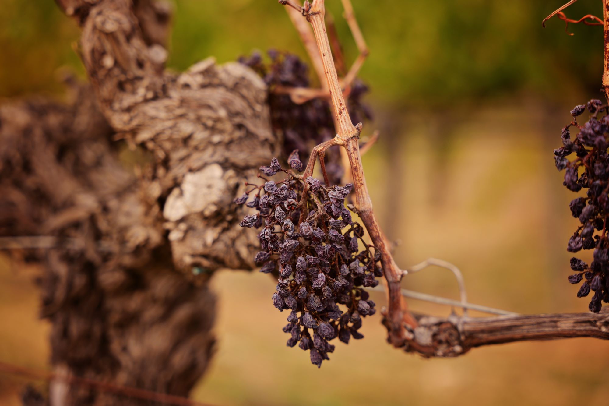 La DO Montsant cierra un año marcado por la sequía.