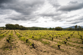 Los viñedos de Marañones, en la Sierra de Gredos, reservorio de carbono orgánico frente al cambio climático