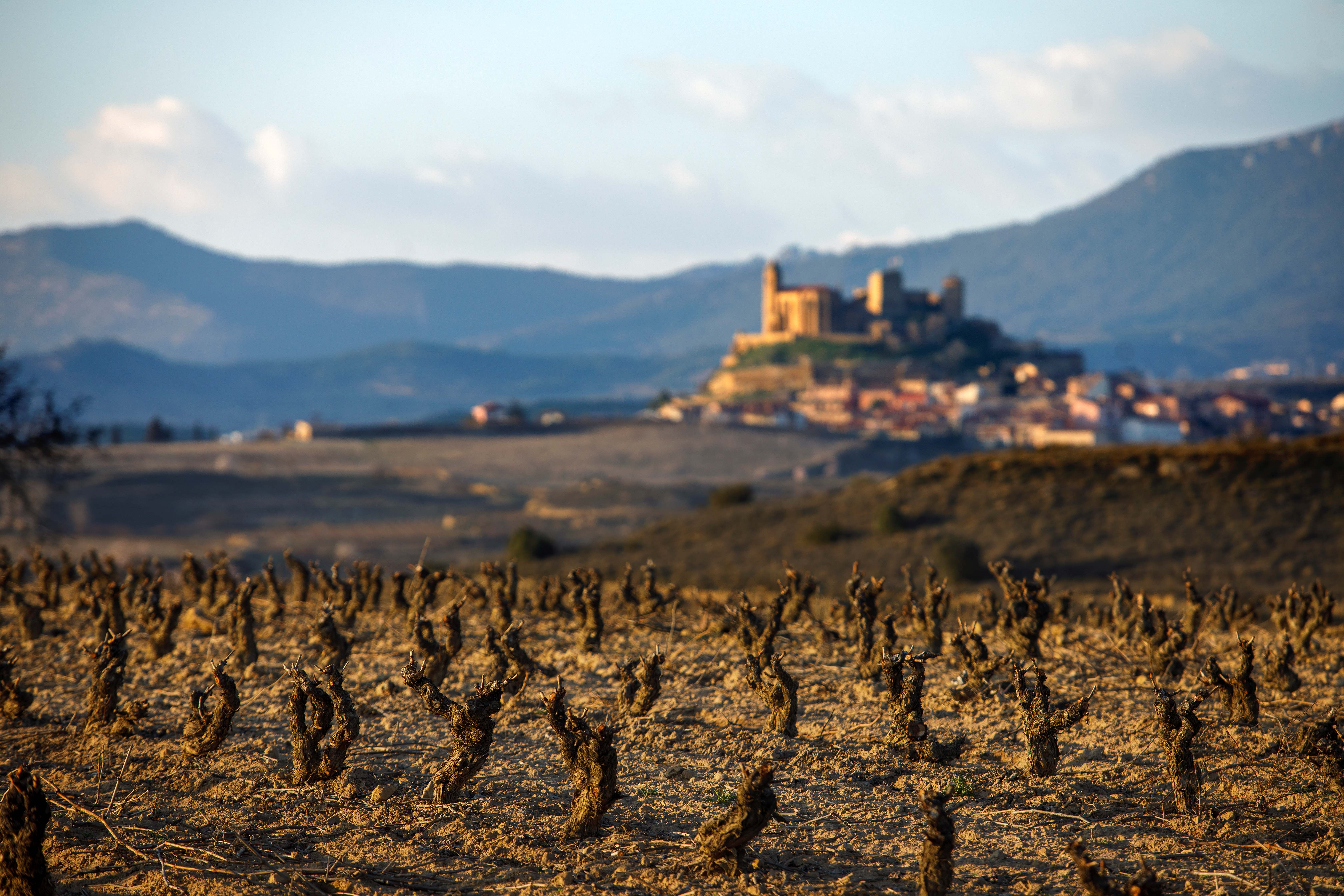 El Grupo Operativo para la Protección del Paisaje y Viñedo, avanza para lograr la preservación del patrimonio natural