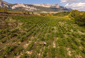 Aiurri lanza REVIVID: un proyecto de I+D+i que busca rescatar viña vieja en Rioja Alavesa