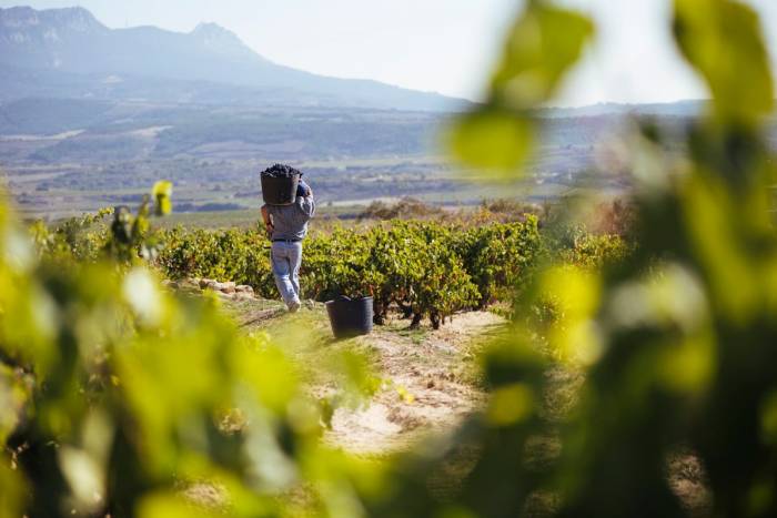 Rioja califica como "Buena" su cosecha 2024