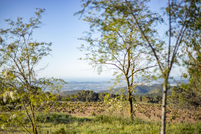 Los mejores vinos mediterráneos de Can Sumoi para este verano