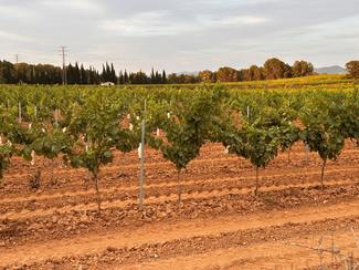 viñedos