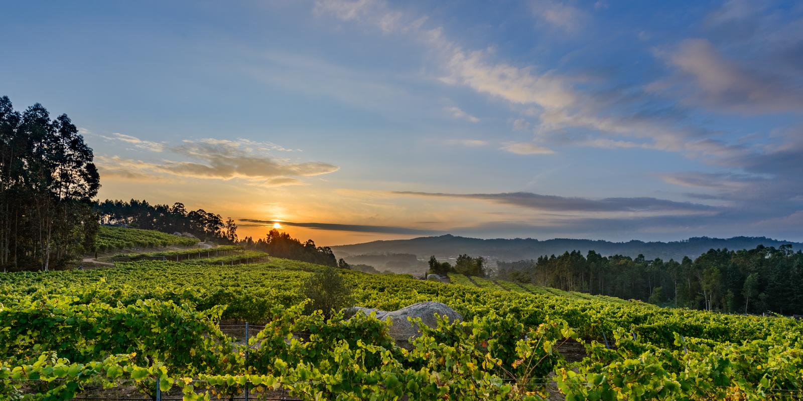 El Consejo Regulador Rías Baixas prevé una gran vendimia, con una estimación de 50 millones de Kilos de uva