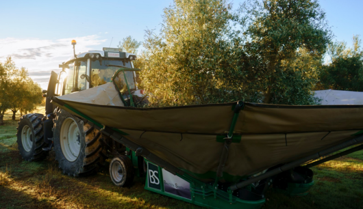 Recolección de oliva