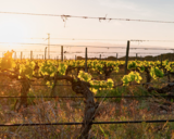 Paisajes del sabor: Visita más comida