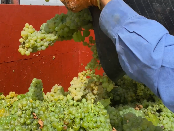 Arranca la vendimia 2025 en la DOP Valencia