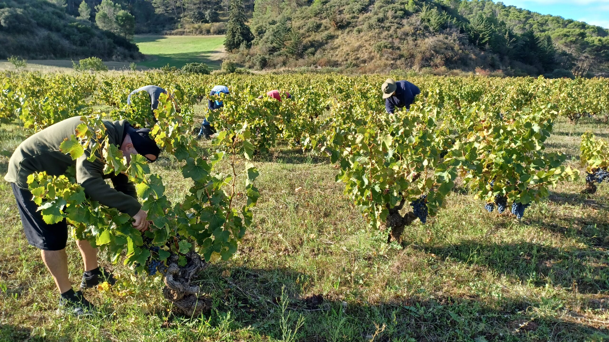 Vendimia 2025 en Navarra: cosecha corta, calidad excepcional