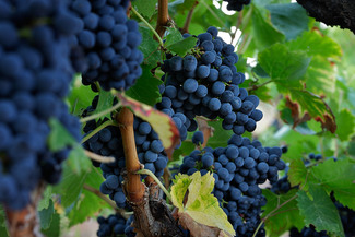 La D.O. Montsant prevé recuperar la media de producción en la vendimia de este año