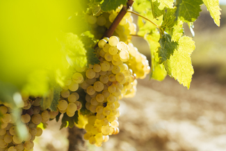 DOCa Rioja: Boletín de Maduración 2 - Condiciones sanitarias y vegetativas buenas