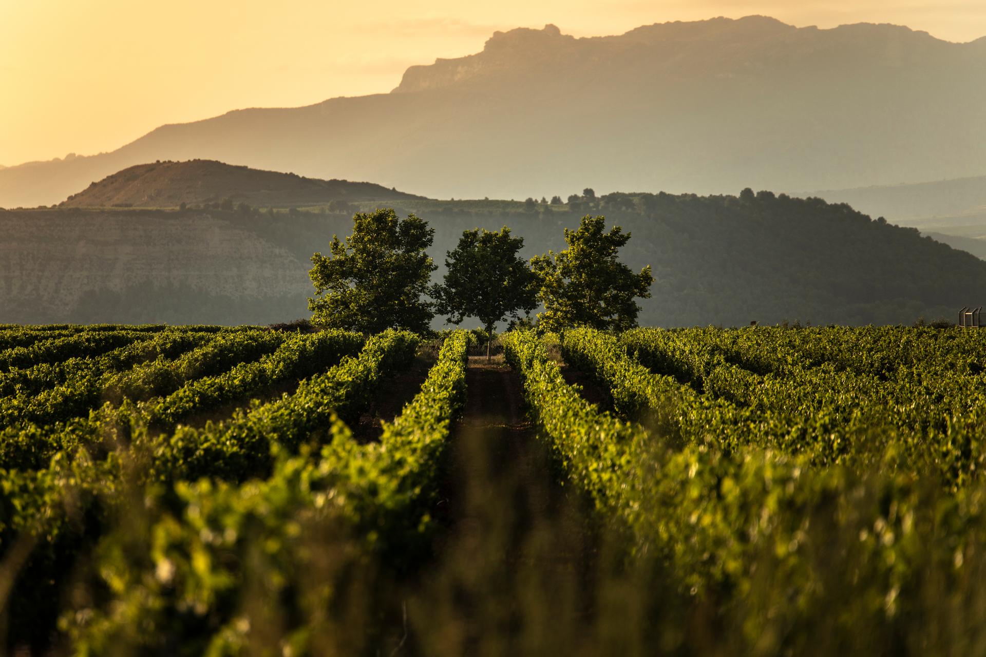 Rioja, nueva dirección del Órgano de Control del Consejo Regulador Rioja, nueva dirección del Órgano de Control del Consejo Regulador