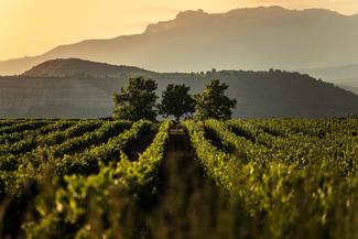 Rioja, nueva dirección del Órgano de Control del Consejo Regulador