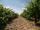 Tour 2: Visita a la bodega + degustación de 3 vinos con un aperitivo local - 20€/persona Incluye una visita guiada a la bodega y la cata de tres vinos con crianza.