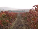 Tour 1. Visita + cata de 2 vinos con aperitivo local