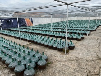 Las Catas Sonoras de Bodegas De Alberto regresan con la vendimia para maridar vino y música