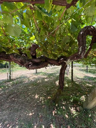 La D.O. Rías Baixas da por generalizada la Vendimia 2025 con más de 31 millones de uva recogidos